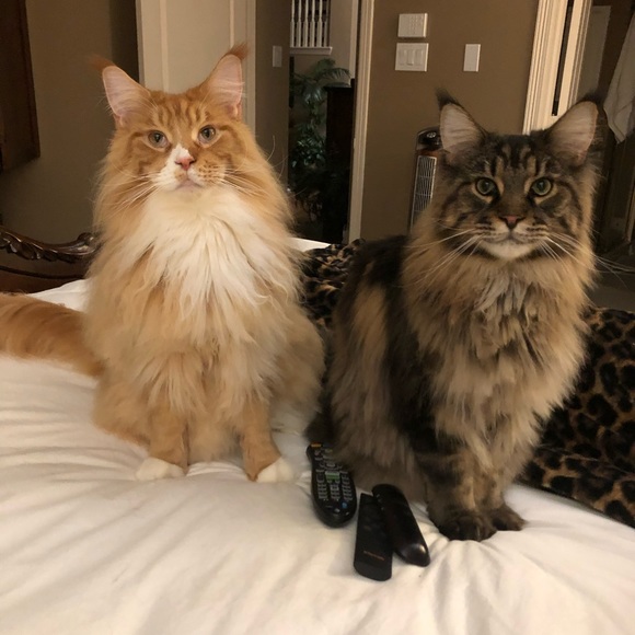 Meet your Posher, Nickie! - Picture 10 of 13